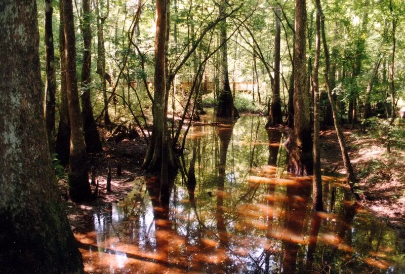 Tickfaw State Park in Livingston Parish, LA